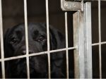 Polícia objasnila prípad týrania psov v Holíči