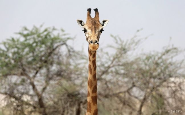 Vedci zistili, že existujú štyri druhy žirafy, a nie iba jeden