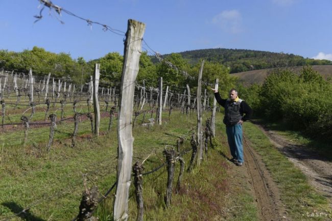 Vyše 40 malokarpatských viníc dnes otvorí svoje brány