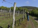 Vyše 40 malokarpatských viníc dnes otvorí svoje brány