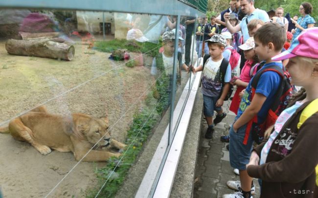 Košickú zoo zaplnia desiatky maskotov z obľúbených rozprávok