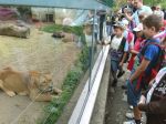 Košickú zoo zaplnia desiatky maskotov z obľúbených rozprávok