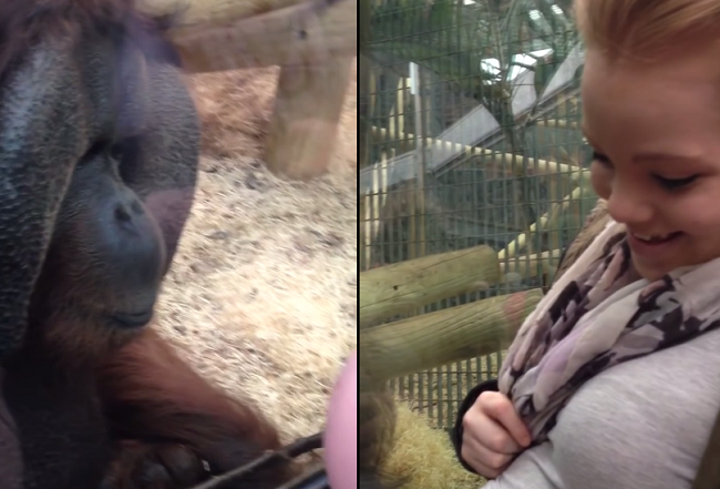Video: Orangutan skúma tehotenské bruško