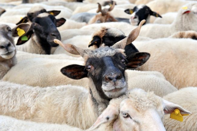 Bezprizorná črieda oviec sa túlala po meste