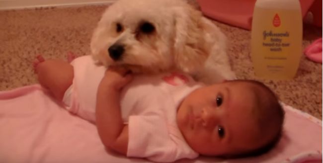 Video: Chlpáč chráni bábätko