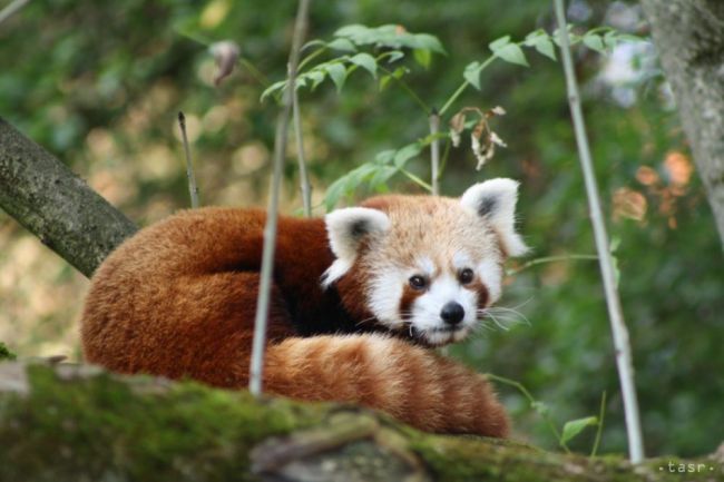 VIDEO: K obyvateľom bojnickej zoo pribudol samček pandy červenej