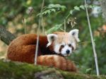 VIDEO: K obyvateľom bojnickej zoo pribudol samček pandy červenej