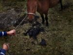 V Pavlovciach ukradli štyri kone