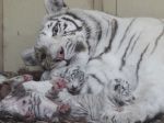 V Poľsku prišli na svet štyri biele levíčatá a tri biele tigríčatá