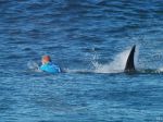Mladíka napadol žralok v Austrálii, kde vlani zahynul surfista