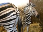 V košickej zoo sa narodilo mláďa zebry, po dvojročnej pauze