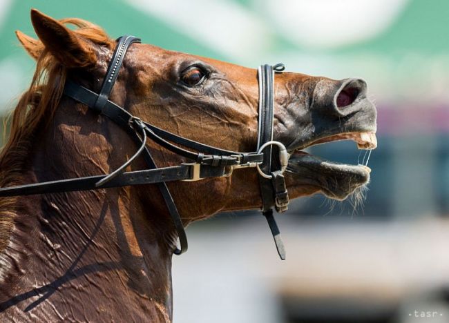 Polícia vyšetruje krádež športového koňa
