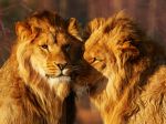 Poplach v Nemecku: Zo zoo ušli 2 levy