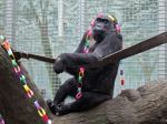 Najstaršej gorile žijúcej v ZOO sa narodilo ďalšie pravnúča