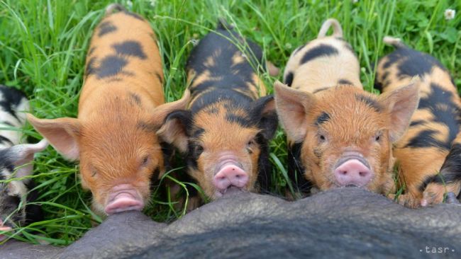 PREDSEDA DRUŽSTVA SLOCÍK: Obchodné reťazce zaujíma len cena