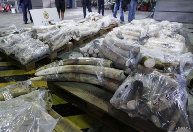 Vietnamská polícia zhabala kontraband 300 kilogramov sloních klov