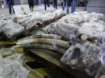 Vietnamská polícia zhabala kontraband 300 kilogramov sloních klov