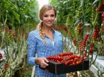 Babindol: Najväčší skleník so zimnými paradajkami začal predaj z dvora