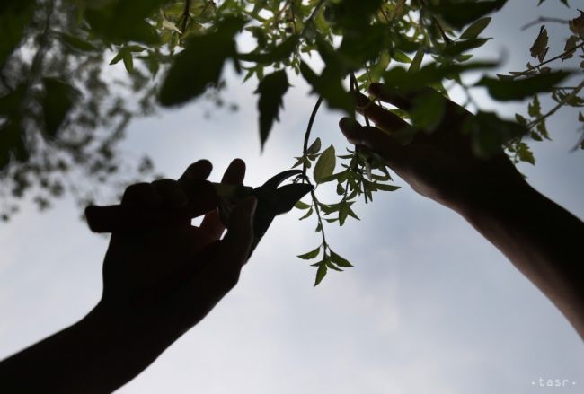 ÚVO preverí podnet na tender na starostlivosť o zeleň v Bratislave