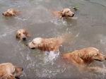 Video: Zrátajte, koľko psov pláva vo vode