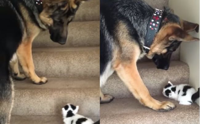 Video: Pomôžem ti hore schodmi