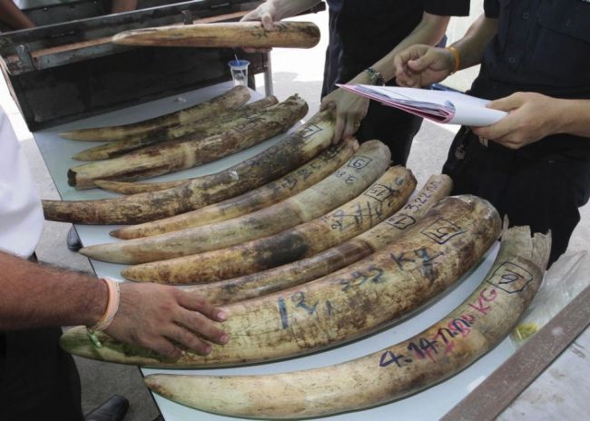 Vietnamské úrady skonfiškovali dve tony pašovaných sloních klov