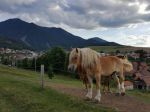 Čo dom, to murár. Murári zo Závažnej Poruby stavali najmä v Budapešti