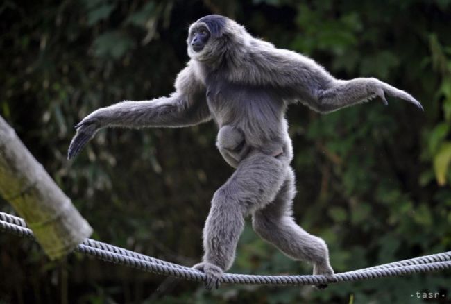 Návštevníkov i pracovníkov Zoo Bojnice víta každé ráno giboní spev