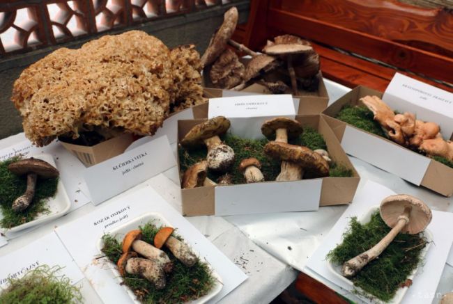 VIDEO: Hubárska výstava v Malinovej predstavila 117 druhov húb