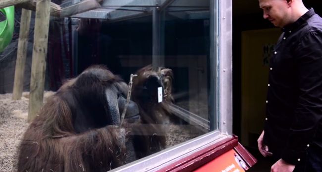 Video: Aj orangutana pobavil magický trik