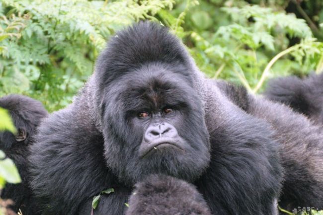 Z výbehu v londýnskej zoo utiekla gorila