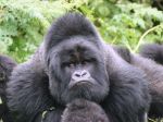 Z výbehu v londýnskej zoo utiekla gorila