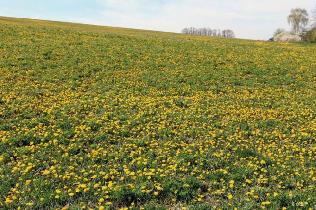 Poloninské lúky opäť pokosili, prispeli k ochrane vzácnych druhov