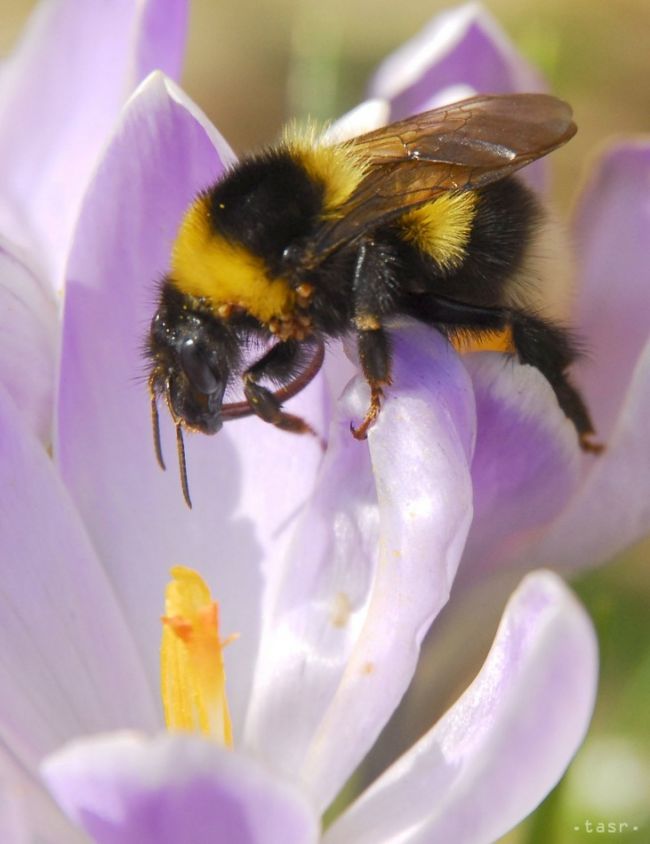 V ČR objavili včeláka českého, druh hmyzu, ktorý nikde v Európe nie je