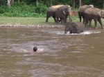 Video: Sloníča uteká na pomoc topiacemu sa mužovi