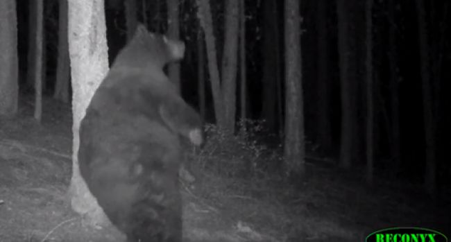Video: Tajný nočný život zvierat je odhalený!