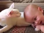 Video: Prvé stretnutie mačky a dieťatka