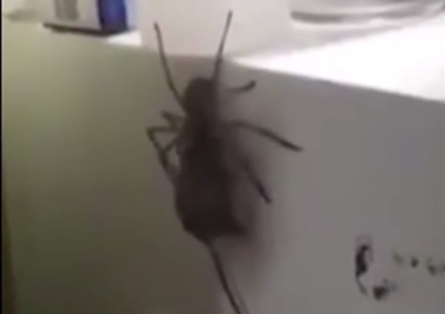Video: Pavúk si za obeť nevybral hmyz, ale myš
