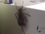 Video: Pavúk si za obeť nevybral hmyz, ale myš