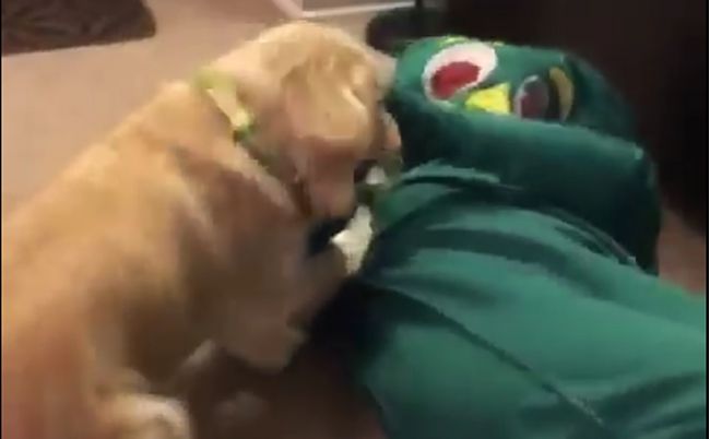 Video: Obľúbená hračka tohto psíka ožila 