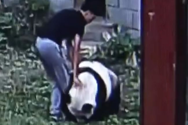 Video: Nikdy si nezačínajte s pandou