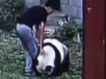 Video: Nikdy si nezačínajte s pandou