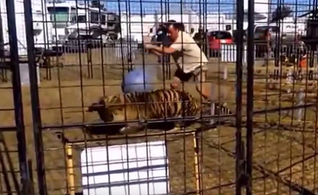 Video: Tiger pred očami detí napadol ženu