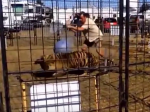 Video: Tiger pred očami detí napadol ženu