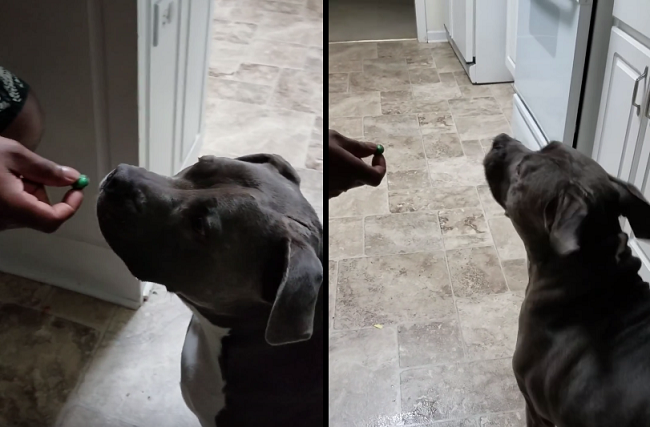Video: Ako odnaučiť psa žobrať o jedlo