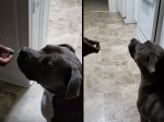 Video: Ako odnaučiť psa žobrať o jedlo