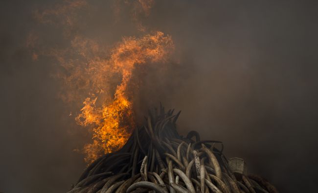 Vietnam zničil dve tony slonoviny a rohoviny zhabanej pytliakom 