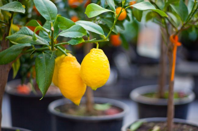 Návod: Ako si vypestovať citrónovník zo semienka?