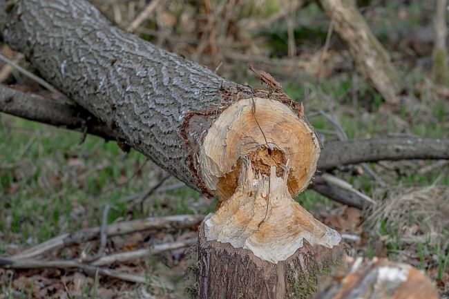 Pod Vysokými Tatrami sa snažia riešiť problémy s bobrami 