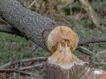 Pod Vysokými Tatrami sa snažia riešiť problémy s bobrami 